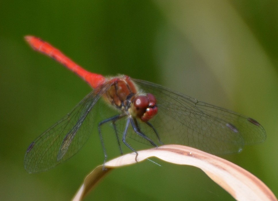 Sympetrum, ogni volta un problema:  Sympetrum sanguineum
